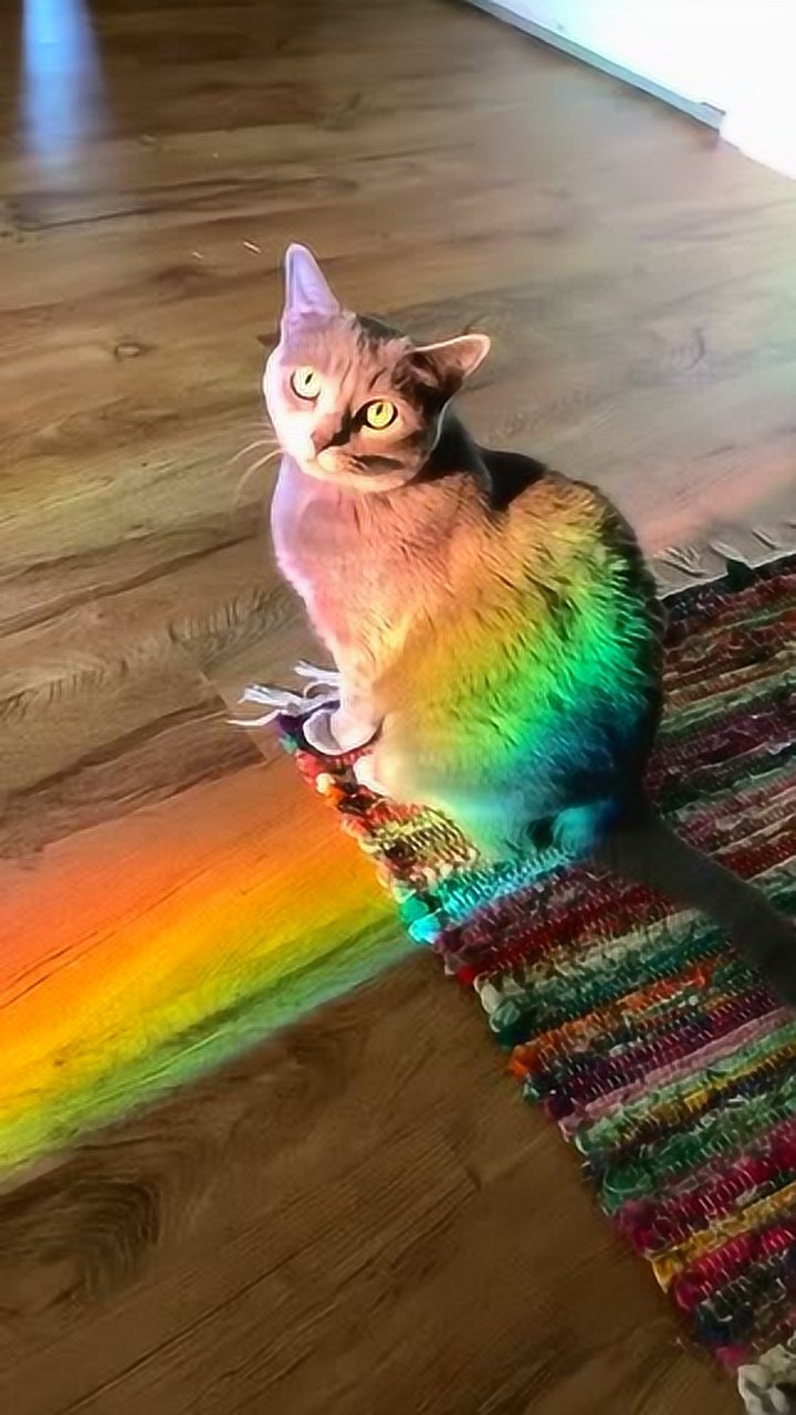 你见过彩虹猫吗