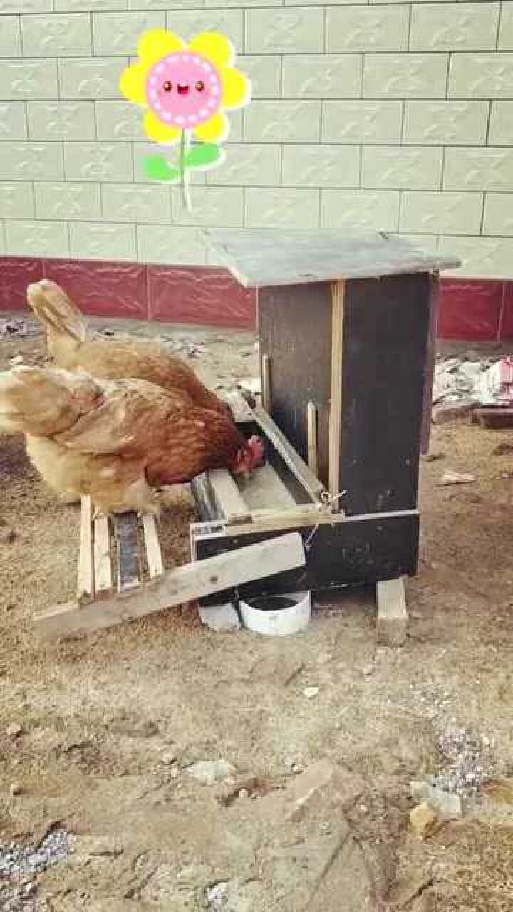自制的喂鸡神器不仅节省粮食还能防止小鸟偷吃