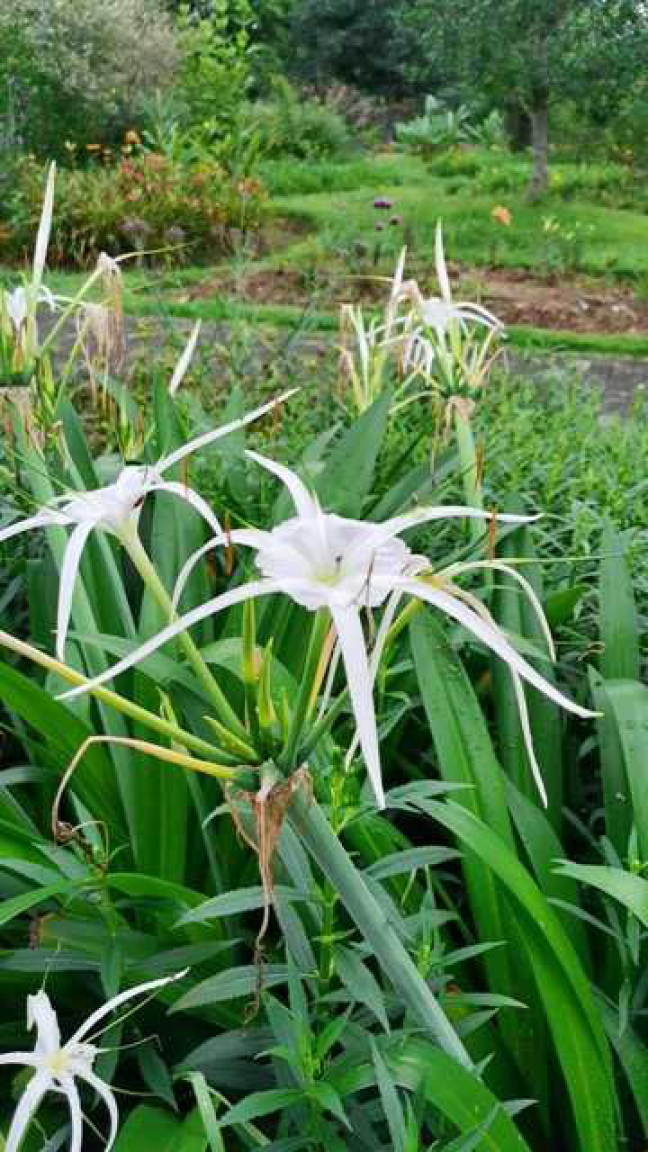 白色水鬼蕉,又叫蜘蛛兰,寓意天生丽质.