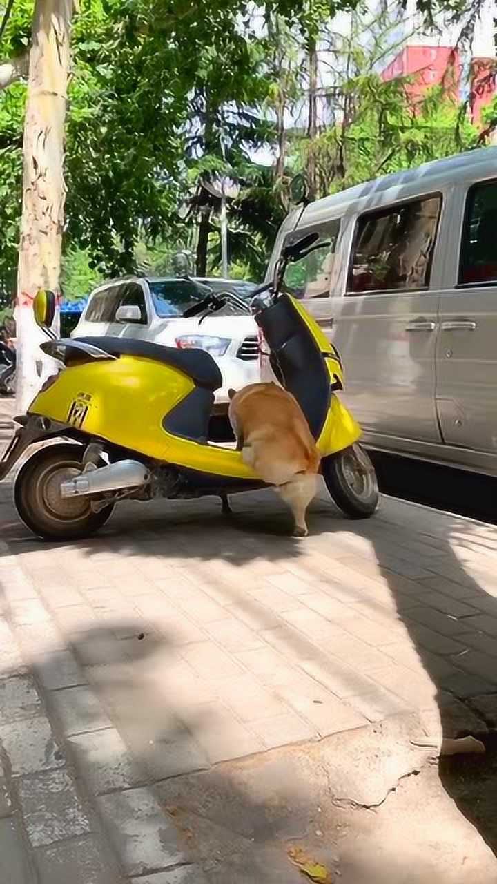 柯基上电动车,底盘太低不忍直视!