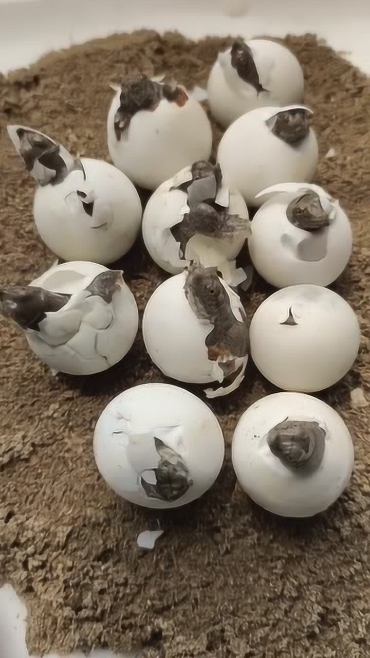 小乌龟破壳而出了,小小的生命力量强大,你见过吗?