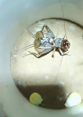 这只蛐蛐的叫声不得了,一只蛐蛐叫出了蛤蟆的声音,太罕见了!