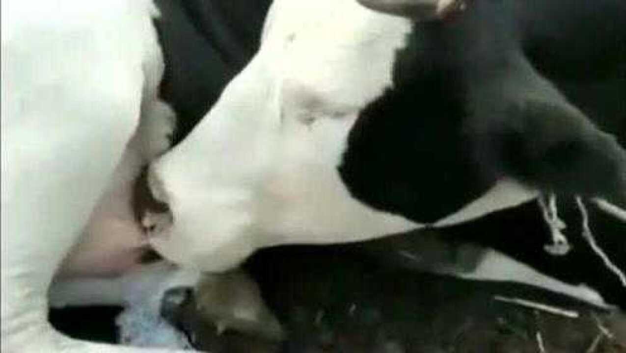 在一个牧场里一头奶牛居然吃自己的奶这就叫自取其乳吧