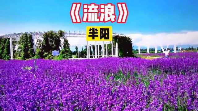 抖音爆火的一首歌曲《流浪》太好听了,开车很适合听,忍不住哼唱