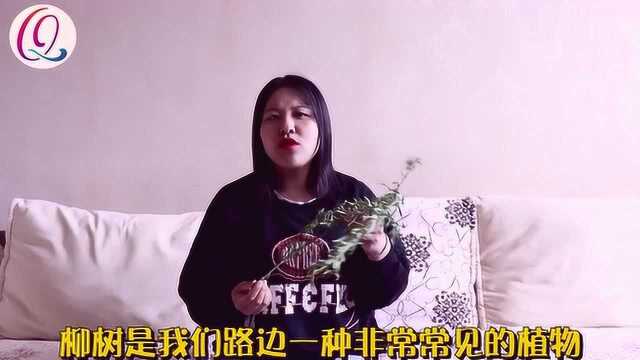 路边最常见的柳树叶子,还有这么神奇的用途,遇到一定要摘回家