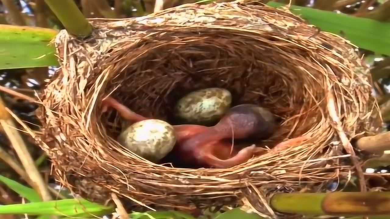 杜鹃鸟推蛋,不小心栽了跟头!