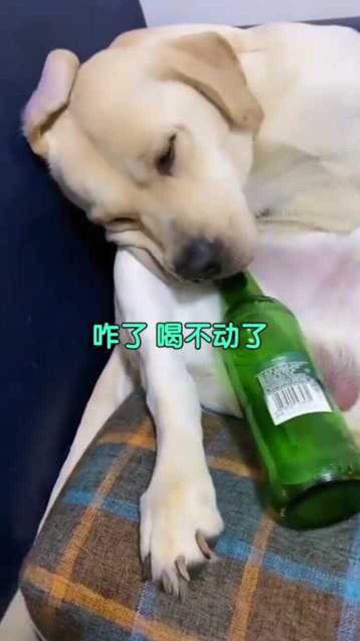 搞笑酒神图片大全图片