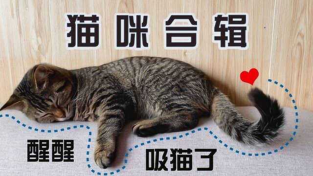 【十六猫咪合辑】萌宠成长7个月记录 云吸猫 可可爱爱小喵咪