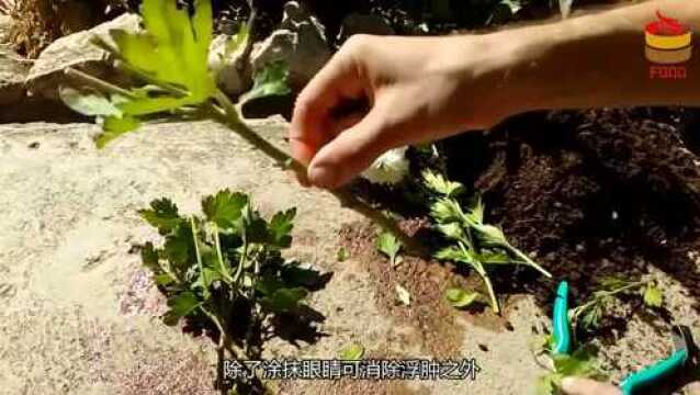 它是天然的“降压药”,常吃疏通血管,调节内分泌,血压稳稳降!