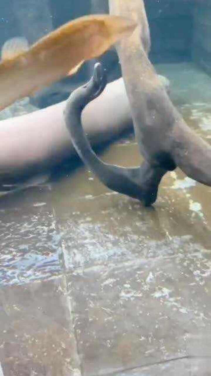 电鳗的午餐肉来了