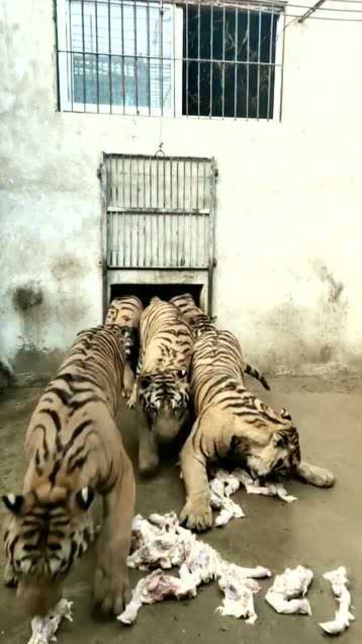 猛虎出笼吃肉,这家伙太猛了!