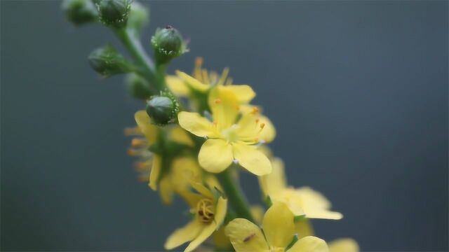 脸红脖子粗肝火旺,农村常见的一种野草,被称为“天然灭火器”!