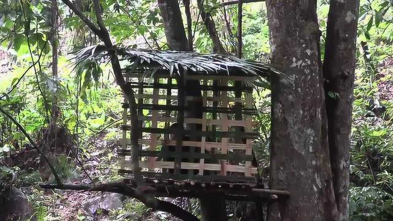 野外生存叢林搭建樹屋遮風擋雨沒問題