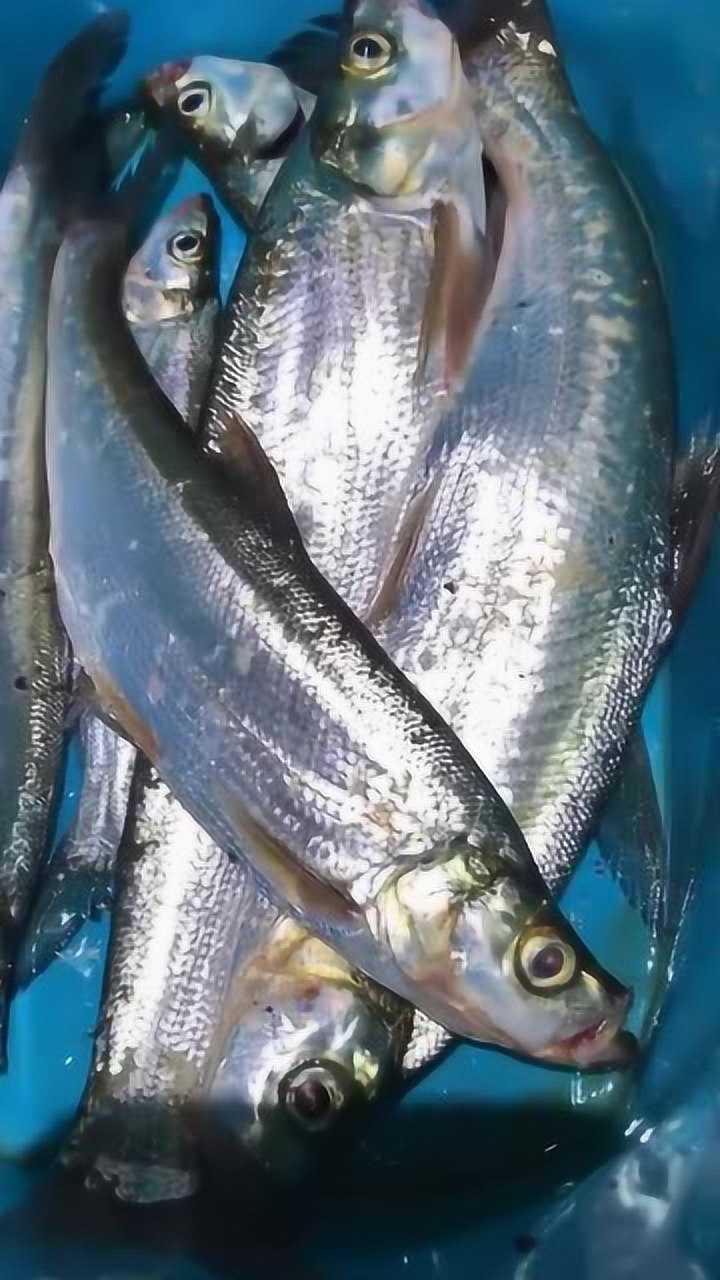 小伙抓到几条嘴巴长得奇怪的鱼听说叫翘嘴你们有见过吗