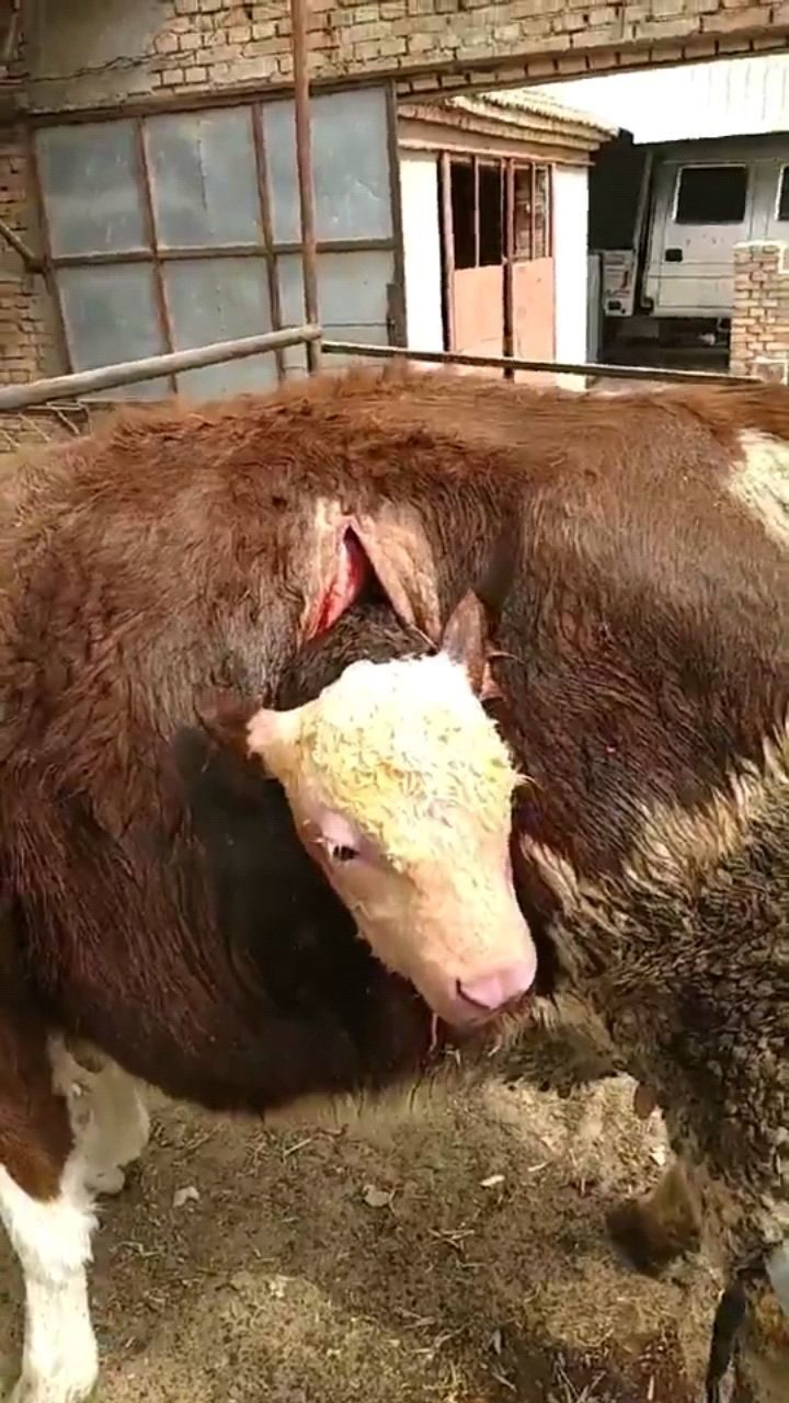 给牛做剖腹产,疼成啥样都不叫,这就是母爱的力量!