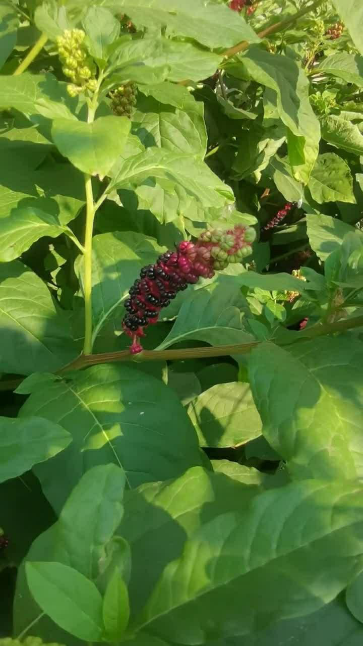 在山移栽下来的桑陆好几年了长的非常的强壮