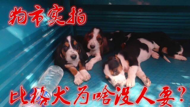 狗市实拍:一只比格犬一两千,因为疫情降价几百元,听听大爷怎么说