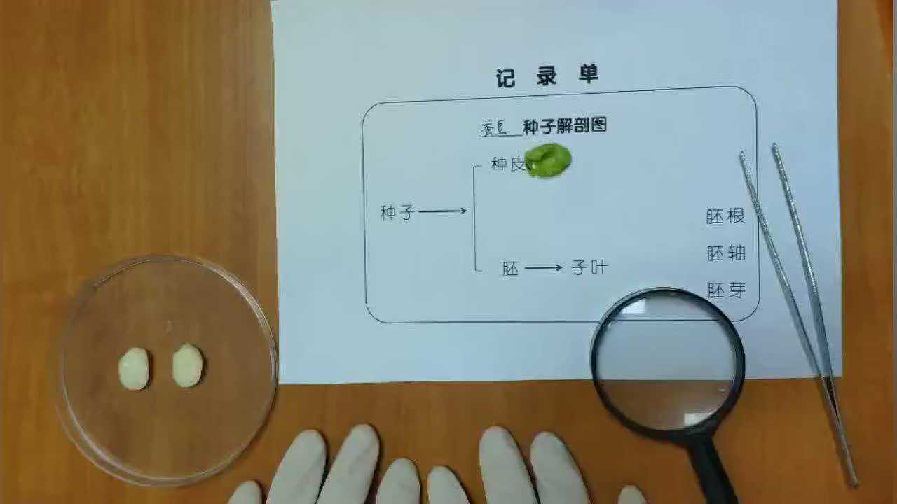 蚕豆种子解剖视频