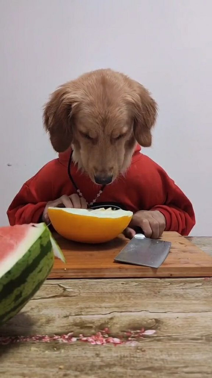 狗头先生今天吃瓜!