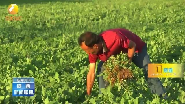 走向我们的小康生活:咸阳永寿县山区群众搞“特产”走富路