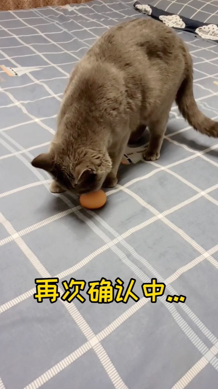会孵蛋的小猫咪