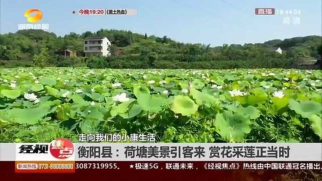 夏日美景!衡阳县荷花正盛 荷塘美景引客来 赏花采莲正当时