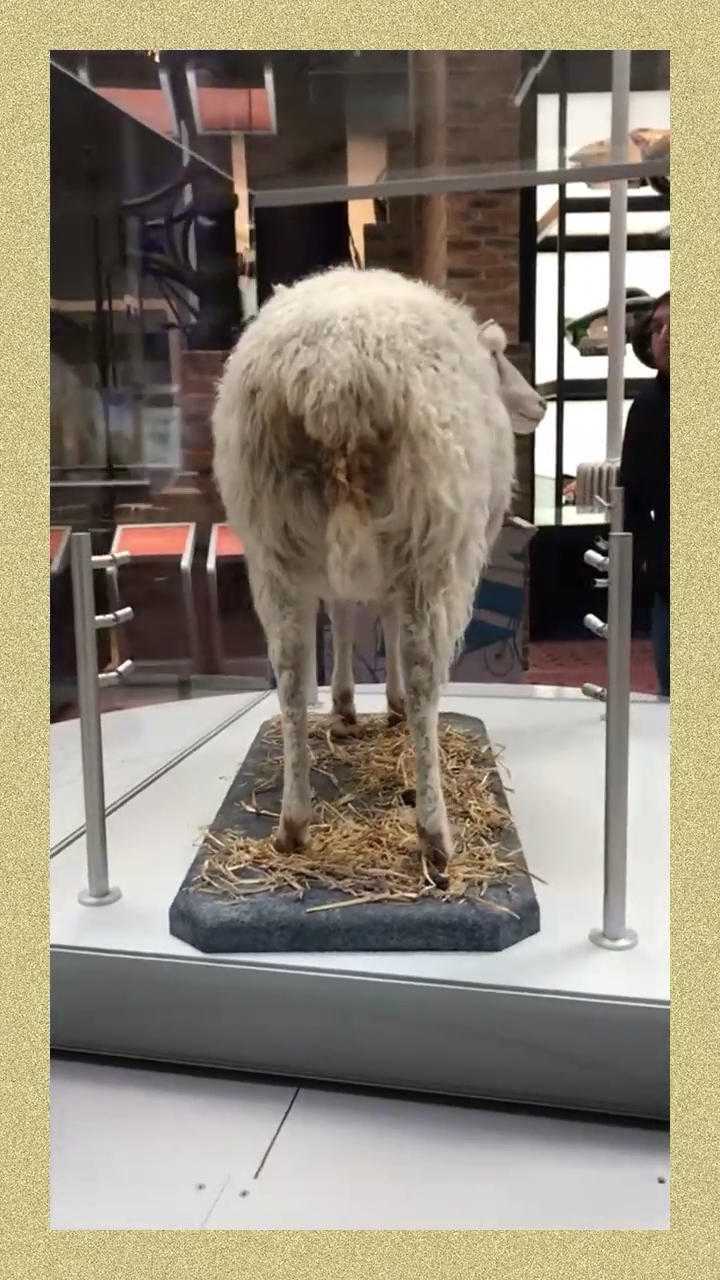 世界上第一只克隆羊多莉标本连粑粑都一起保存了