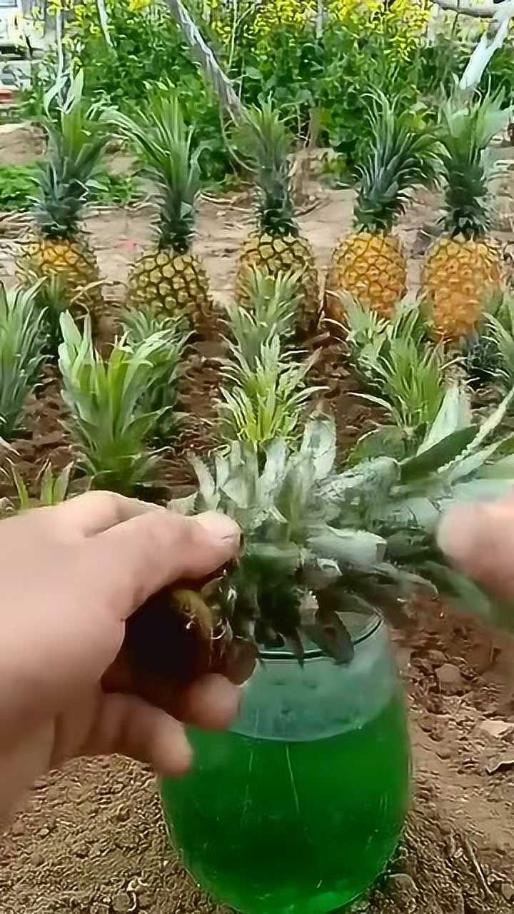 菠萝种植技术成活率百分之百