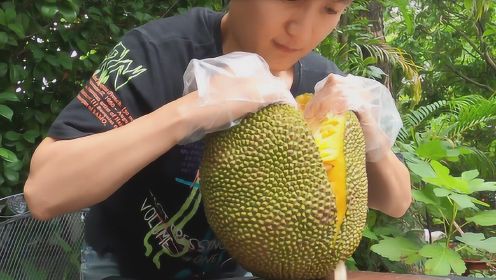 品测金蜜菠萝蜜：教你成为菠萝蜜达人！