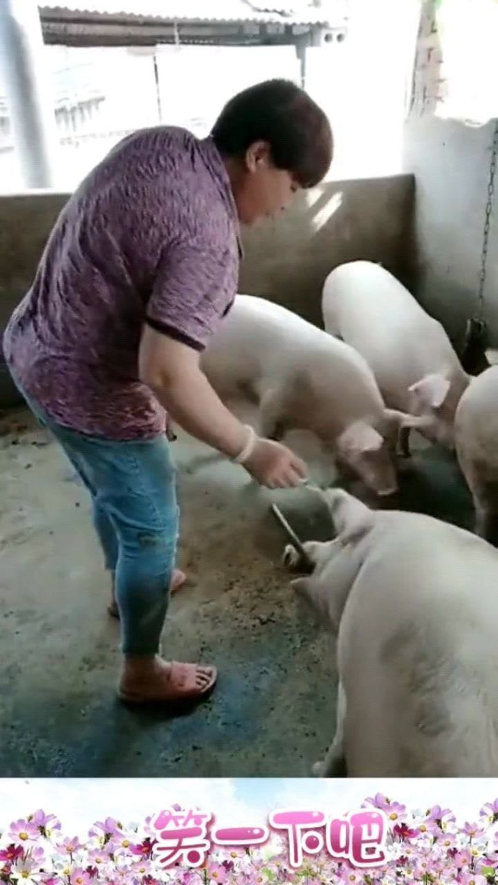这一幕太残忍给猪打针用的着勾住嘴吗