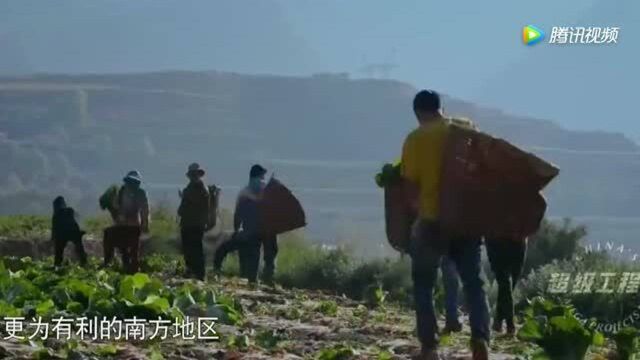 《超级工程》渝中地区用简简单单的地膜种植蔬菜 产量非常可观