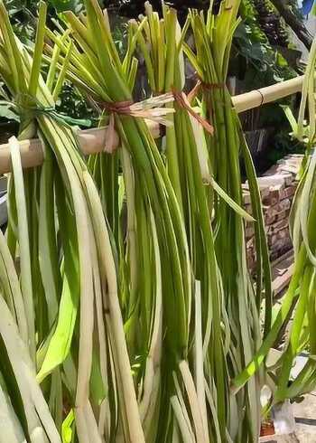 芋苗是芋头的根茎,广西广东江西比较多,芋苗酸古法制作!