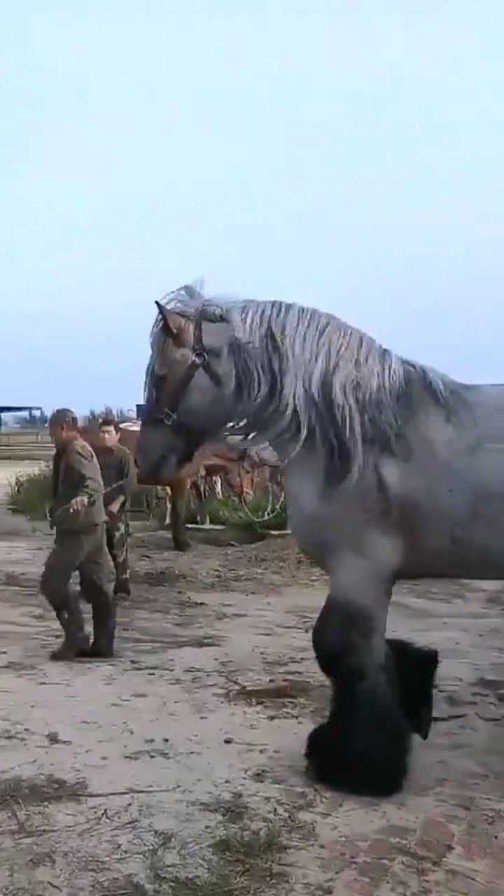 宠物也有爱看一下俄罗斯重量级大马夏尔马果然烫腿毛的就是狂