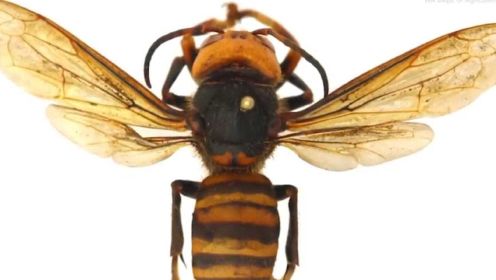 巨型“杀人蜂”入侵美国华盛顿 搜捕数月抓到一只 官方发出警告