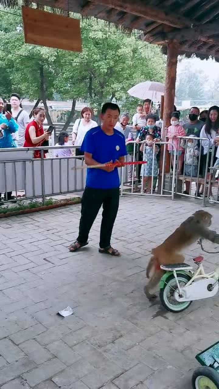 猴子竟然会骑自行车到底是怎么训练的