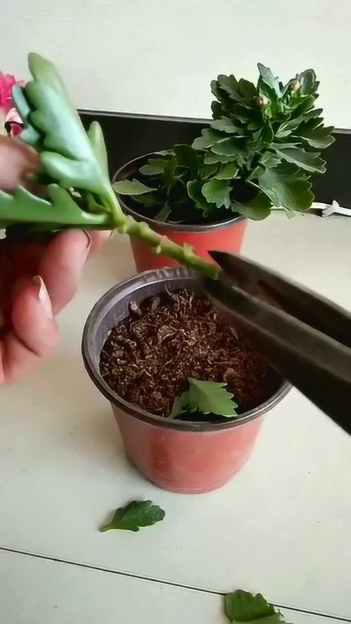 长寿花扦插有多简单