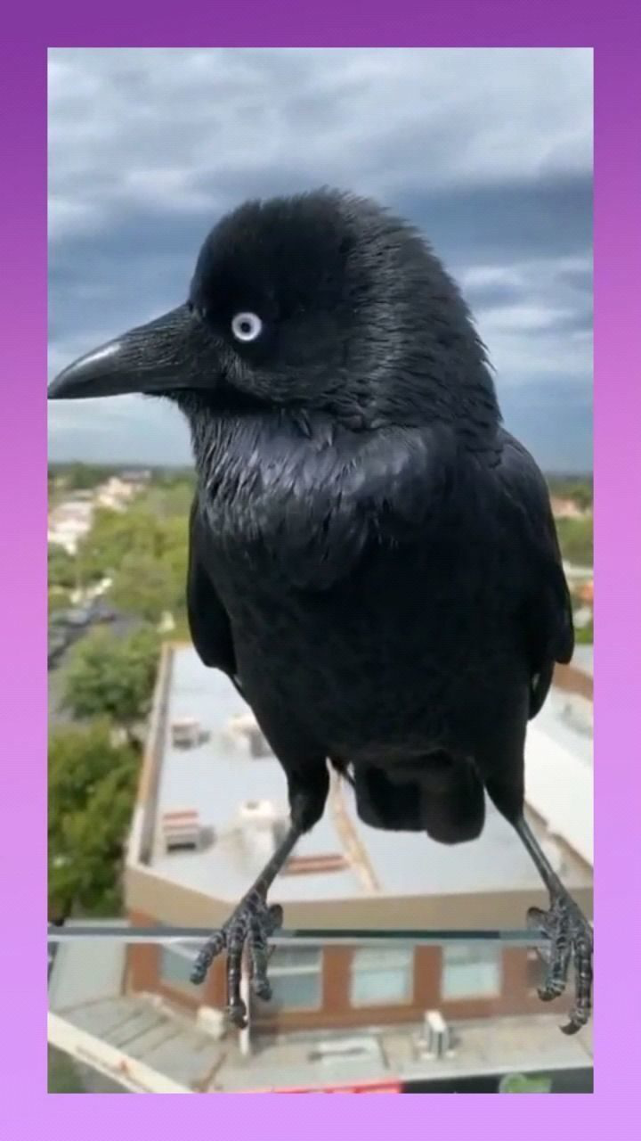 实拍乌鸦正面照,确实够黑,传闻都是真的!