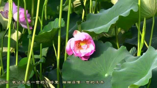 禅意莲花梦回大地