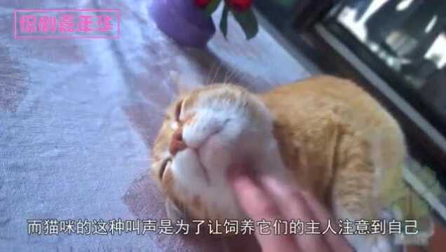 为什么对着猫咪“喵”一声,猫咪也会回一声“喵”?看完涨见识了