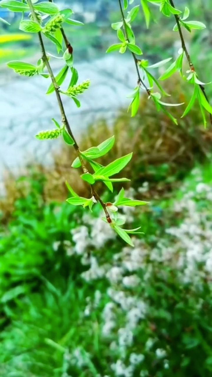 柳树刚发芽的样子图片