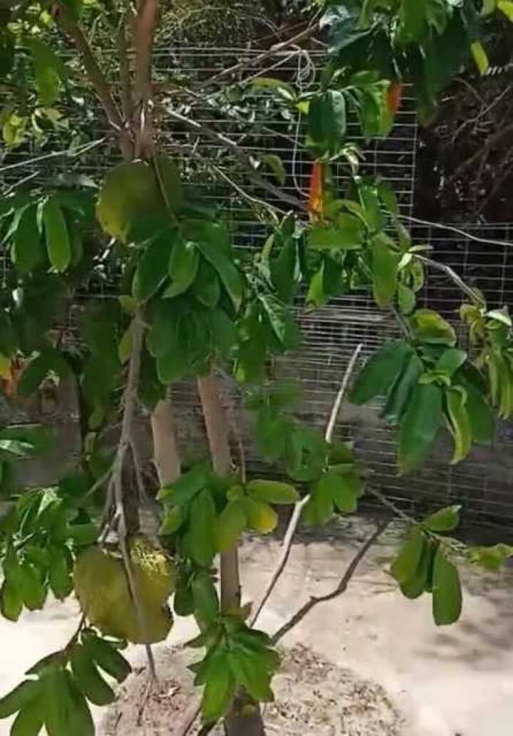 家门口的榴莲树结果了,这么小的榴莲,你见过吗