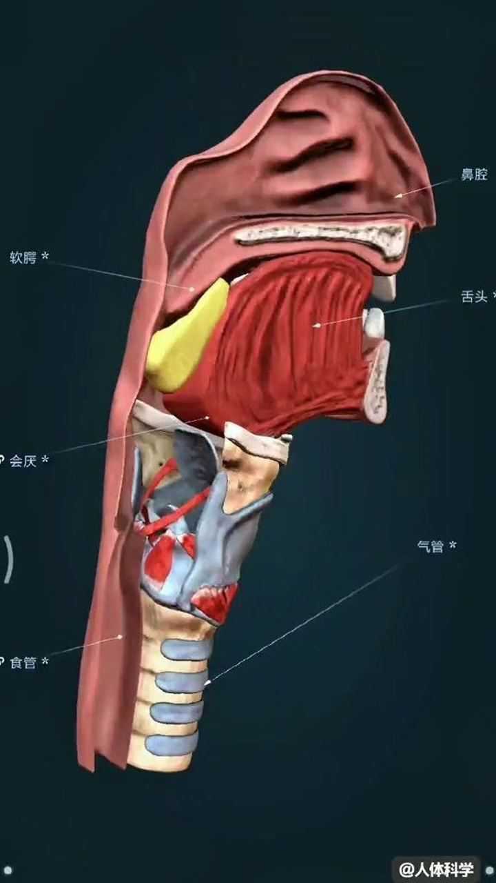 食道和气管相邻共用一个喉咙用于呼吸和进食