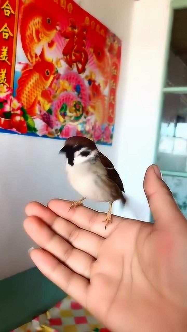 手养麻雀三年了