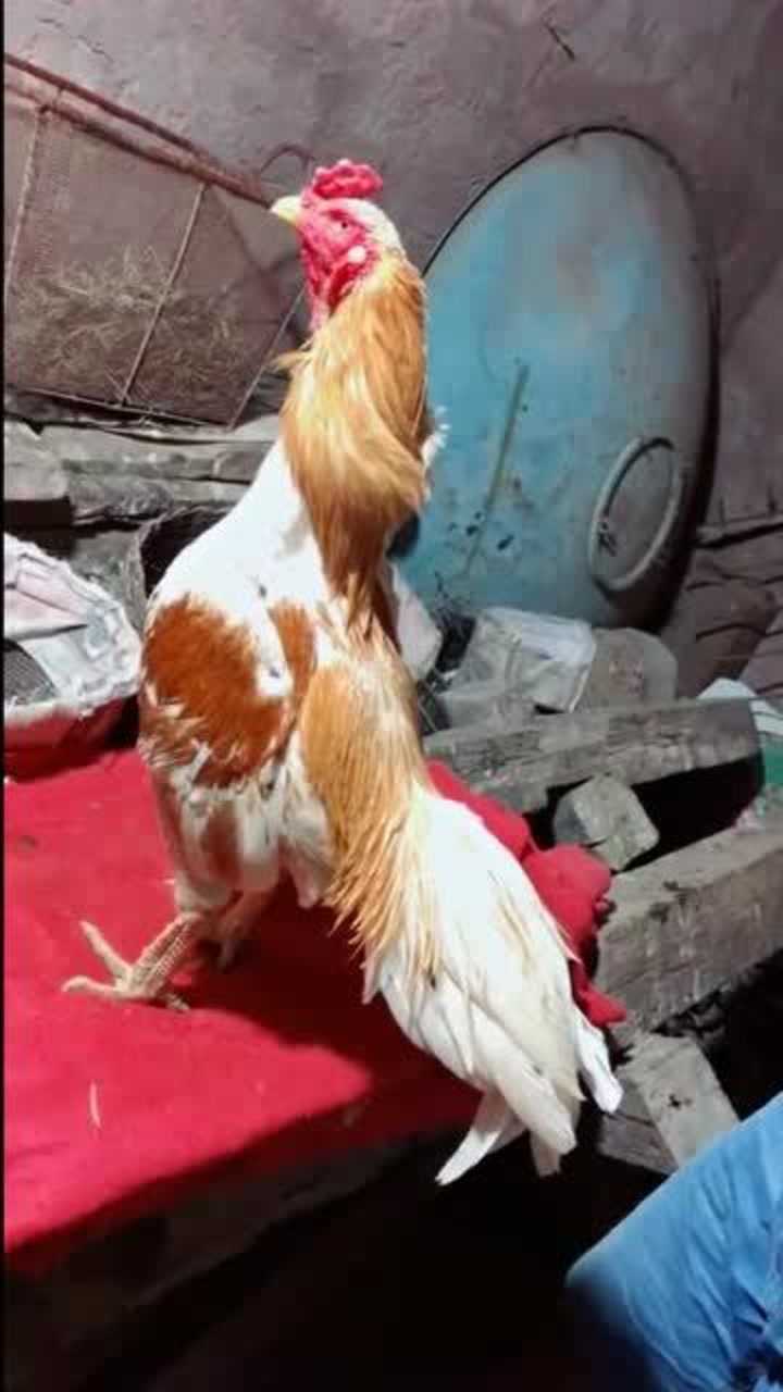 泰国斗鸡,龙鳞腿看着很给力!