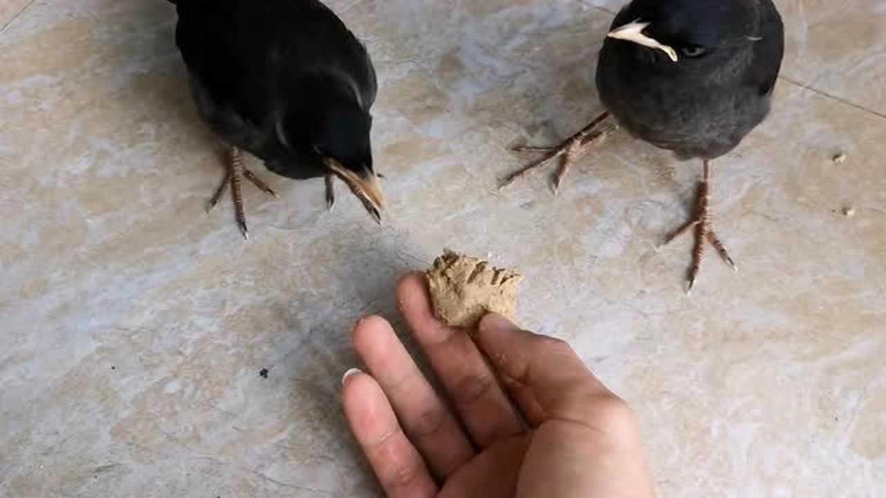 五白极品小八哥,训练三天已经学会吃食喝水,这是训鸟高手!