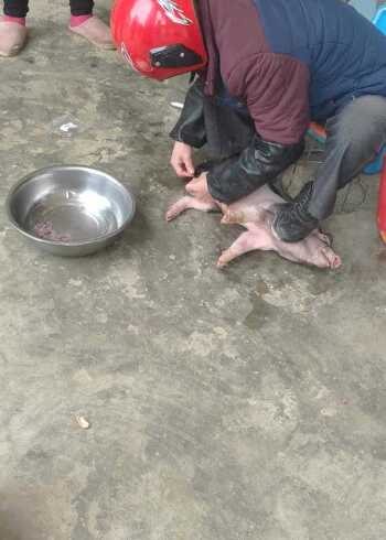 这样割猪的蛋蛋我还是第一次见不过看着好疼啊