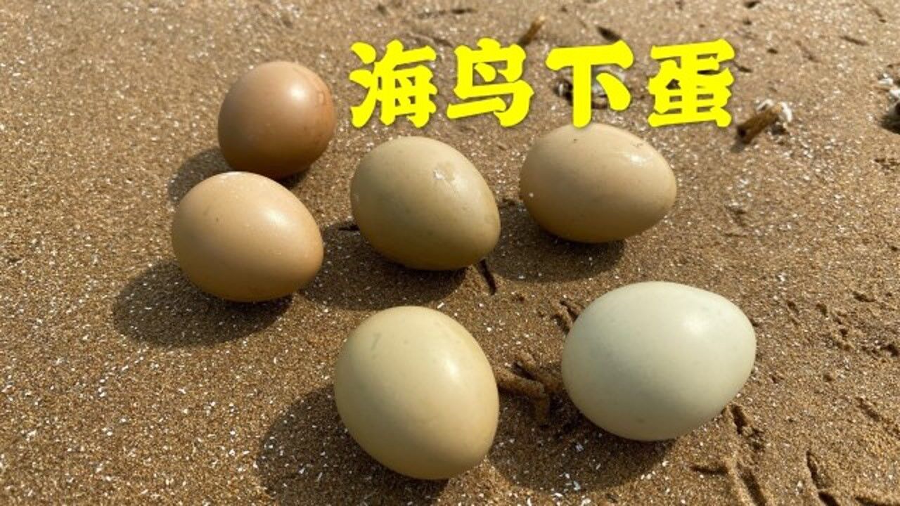 退潮后的沙滩,大洋捡到好多海鸟蛋不知如何处理,贝壳上都是结石