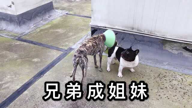 惠比特犬是真的坚强