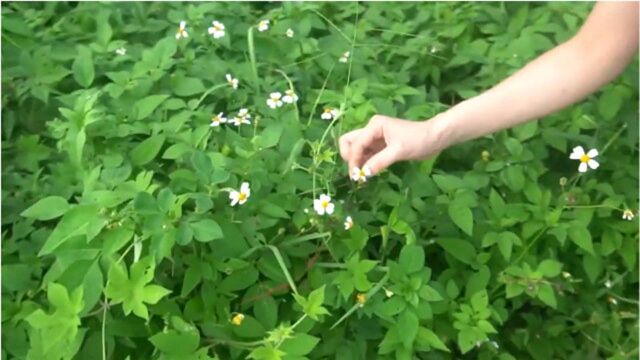 全草都可入药的野草,对治疗高血压有疗效,老家人都拿它当野菜吃!