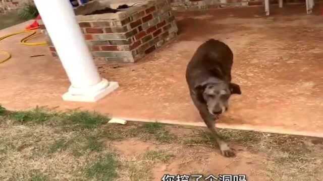 狗狗犯错被主人抓个正着,害怕被骂不好意思得很,表情都扭曲了!